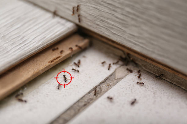 Pest Prevention Services in Hubbard, TX