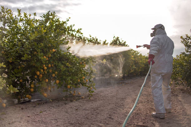 Best Cockroach Control Services  in Hubbard, TX